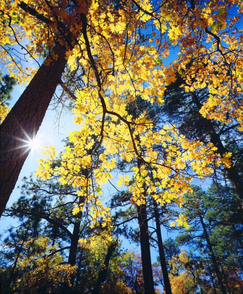 California, Cleveland NF Black Oak Trees, Autumn